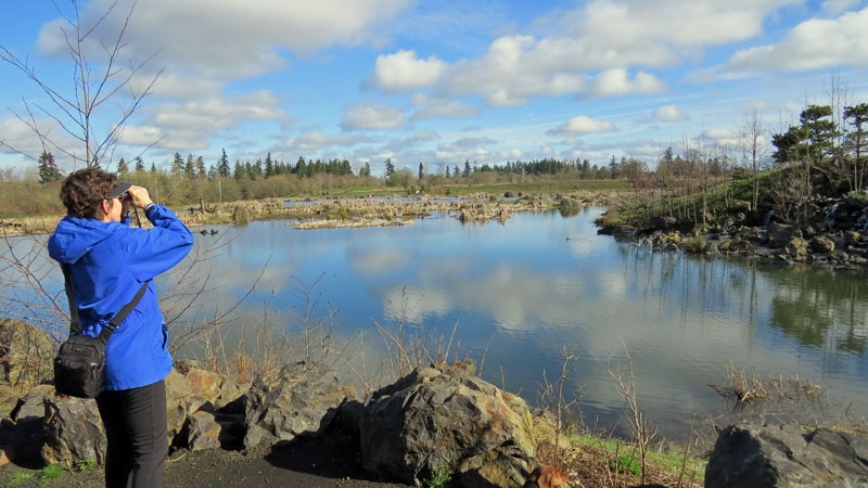 Cascade Ramblings Ramblings Talking Water Gardens Albany Oregon