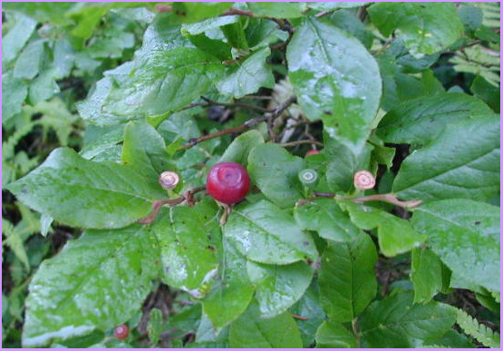 Cascade Ramblings - Flowers: Huckleberry, Big (red variety): Vaccinium ...