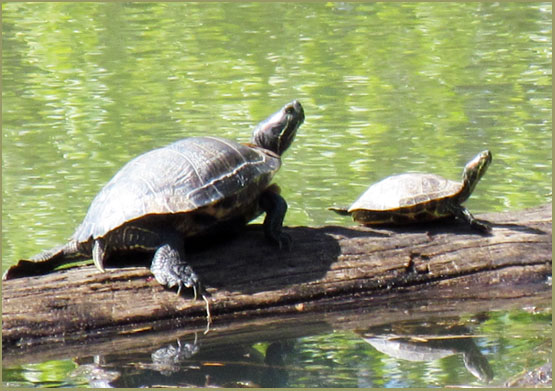 Cascade Ramblings - Critters: Turtle, Red-Eared Slider: Row River ...