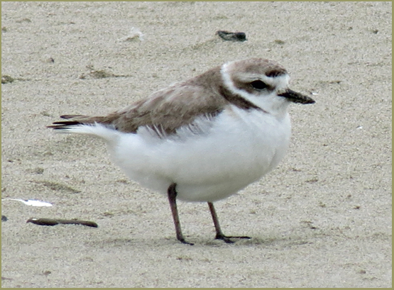 Cascade Ramblings - Critters: Plover, Western Snowy: Siltcoos River ...